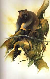 Seri's tree kangaroo illustration
