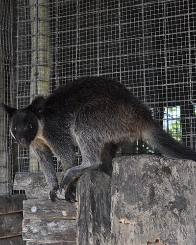 Grizzled tree kangaroo