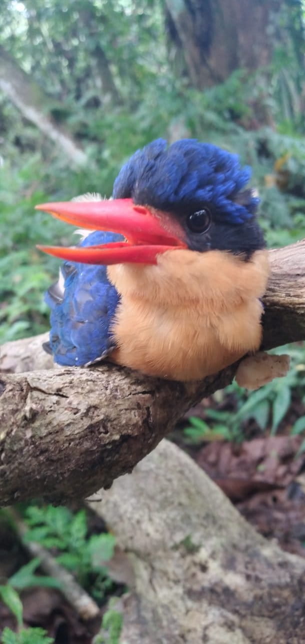 Buff-Breasted Paradise Kingfisher