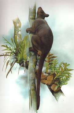 Matschie's tree kangaroo illustration