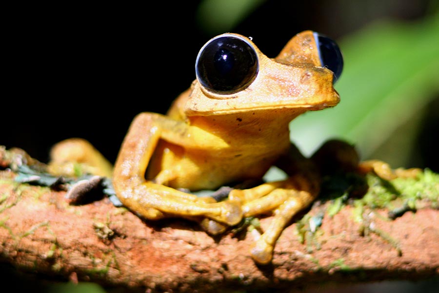 A PNG frog