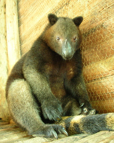 Tenkile tree kangaroo