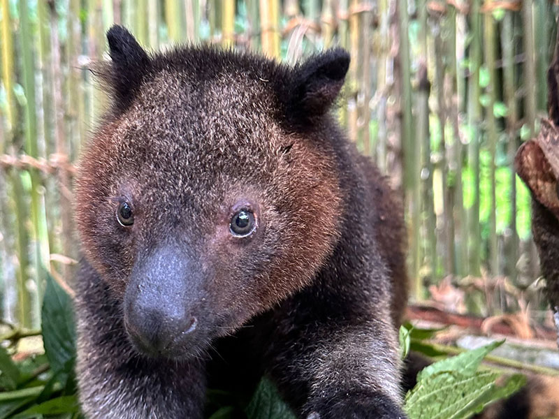 Support A Tree Kangaroo