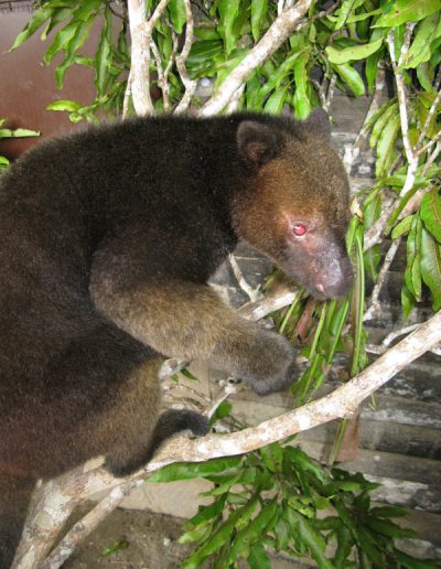 Tenkile tree kangaroo