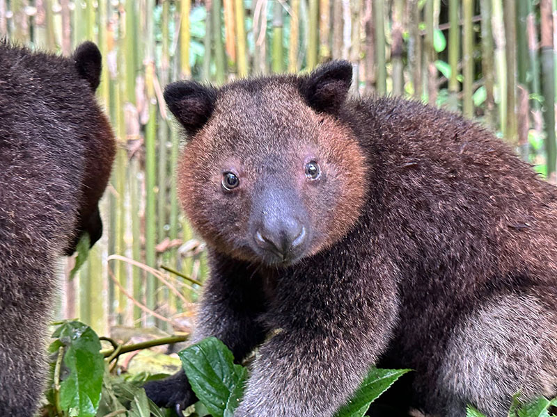 Tenkile tree kangaroo
