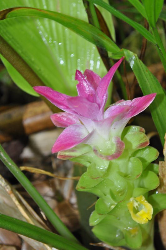 PNG flora