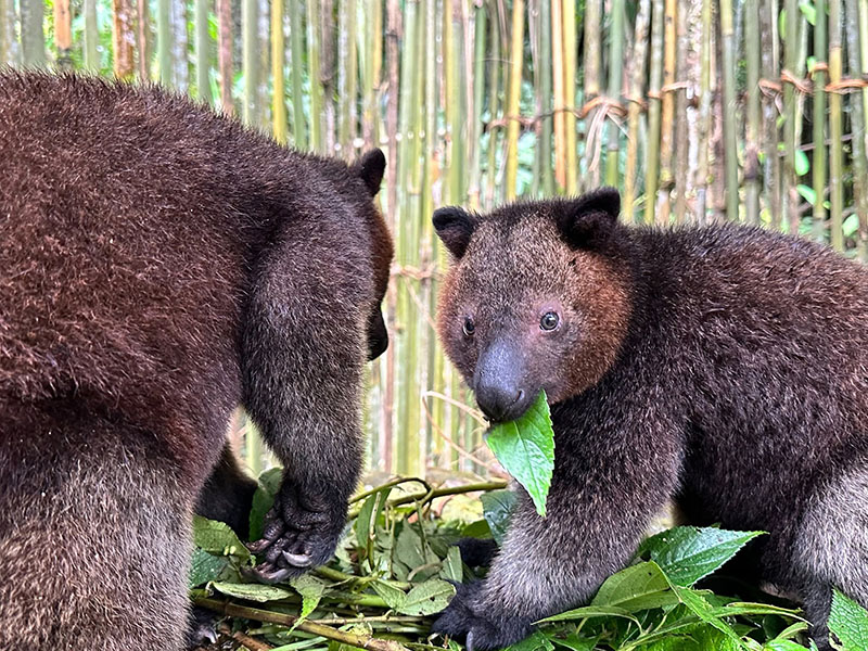 Tenkile tree kangaroo in the Torricelli rainforest