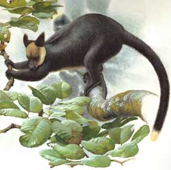 Vogelkop tree kangaroo illustration