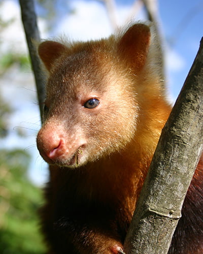 Weimang tree kangaroo