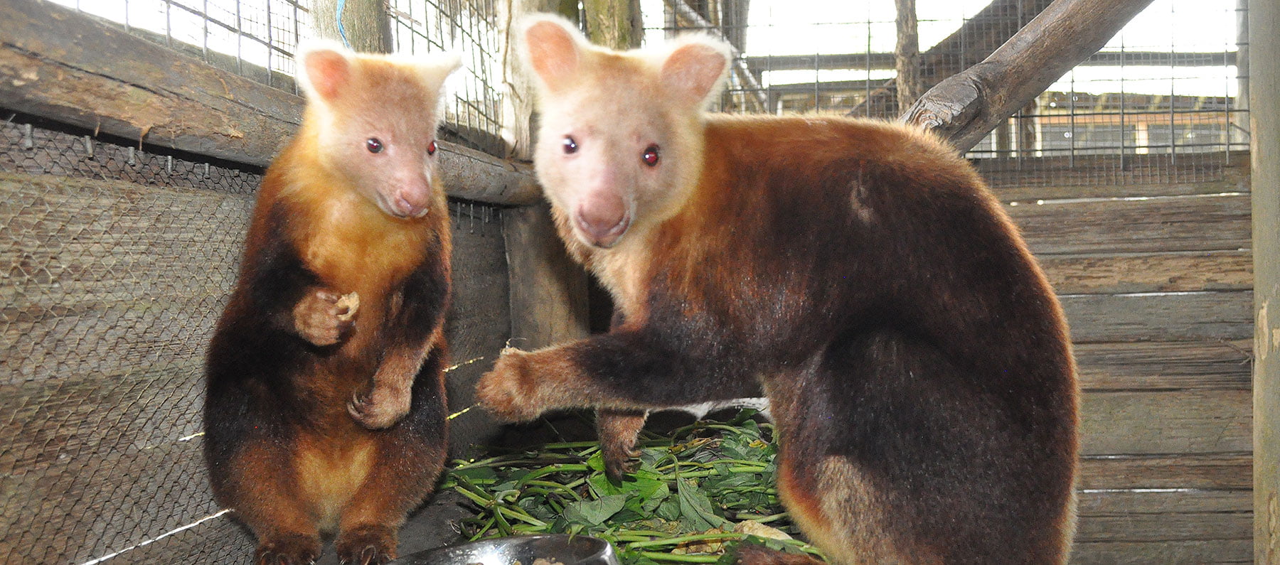 Weimang tree kangaroo at TCA Base