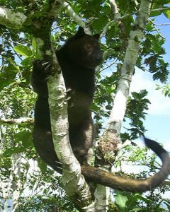 Tenkile Tree Kangaroo - Tenkile Conservation Alliance