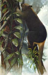 Illustration of Doria's Tree Kangaroo