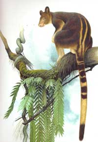 Illustration of Goodfellows Tree Kangaroo