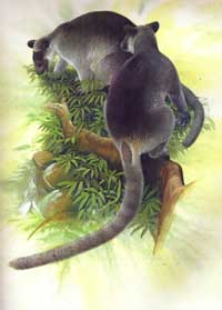 Illustration of Grizzled Tree Kangaroo