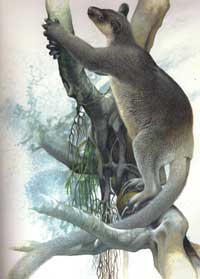 Illustration of Grizzled Tree Kangaroo