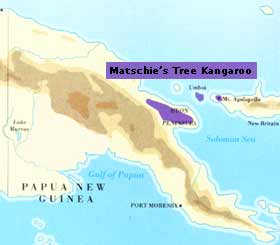 Distribution of Matschies Tree Kangaroo